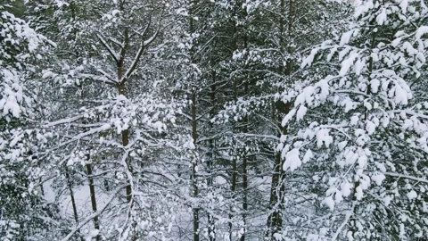 Aerial view of the forest tree branches in the snow Stock Footage 224790984