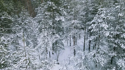 Aerial view of the forest tree branches in the snow Stock Footage 224791048