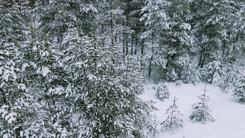 Aerial view of the forest tree branches in the snow Stock Footage 224791149