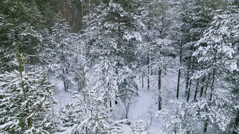 Aerial view of the forest tree branches in the snow Stock Footage 224791540