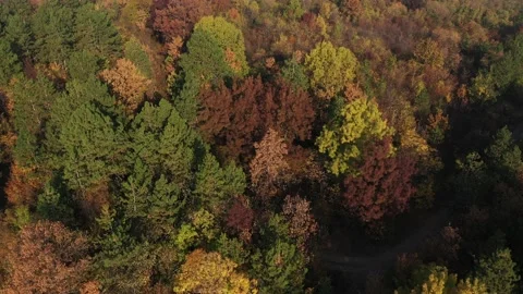 Aerial view of forest tree crowns by fall 4K footage Stock Footage 136828474