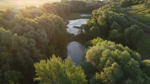Aerial view of the forest tree crowns Stock Footage 202282089
