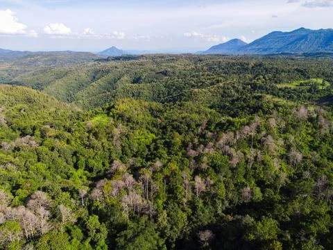 Aerial view forest tree environment forest nature background, Texture of gree 스톡 사진