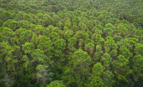 Aerial view forest tree environment forest nature background, Texture of gree Stock Photos