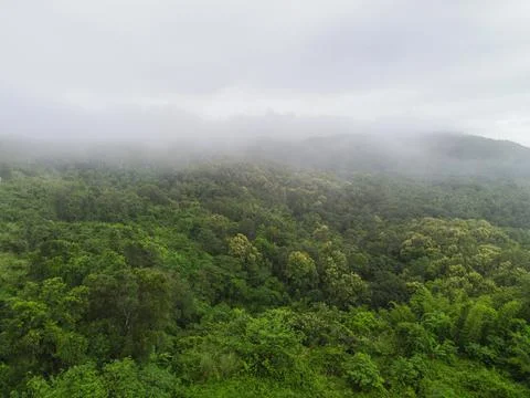 Aerial view forest tree environment nature background, mist on green forest t Stock Photos