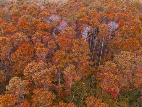 Aerial view forest tree environment forest nature background, Texture of yell Stock Photos