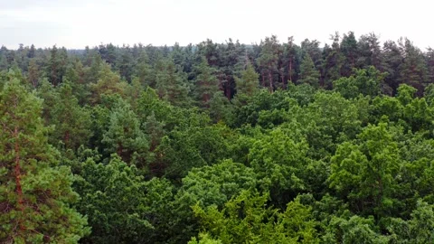 Aerial view of forest tree Video stock 136808916