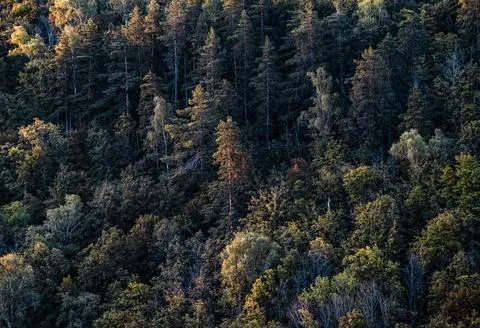 Aerial view forest tree. Forest ecosystem and environment concept background. Stock Photos