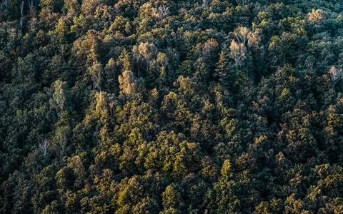 Aerial view forest tree. Forest ecosystem and environment concept background. Stock Photos