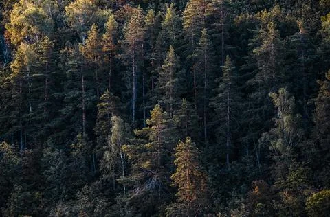Aerial view forest tree. Forest ecosystem and environment concept background. Stock Photos