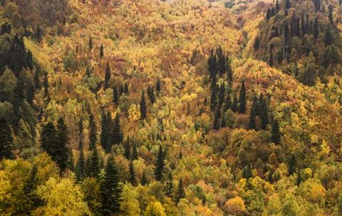 Aerial view forest tree. Forest ecosystem and environment concept background. Stock Photos