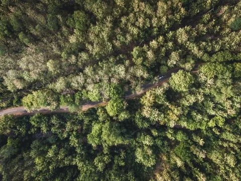 Aerial view of forest tree with a small road and electrical cable installation Stockfoto's