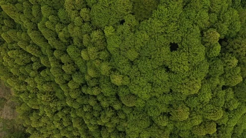 Aerial View Of Forest Tree Tops Stock Footage 97599530