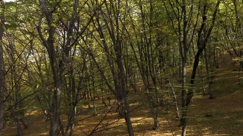 Aerial view of forest trees in autumn, flying through trees Vídeo Stock 317138682
