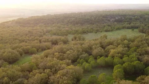 Aerial View of Forest Trees with Clearings and Wind Stock Footage 320198158