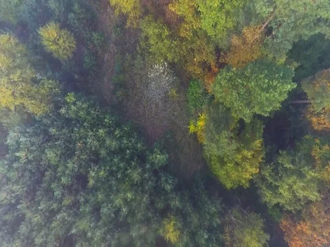 Aerial view of the forest with trees covered with yellow foliage, top view Video stock 83730188