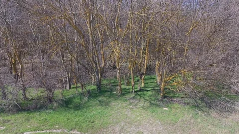 Aerial view of forest trees with green grass in natural landscape Video stock 331712692