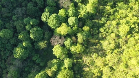 Aerial view of a forest trees in a mountain valley 1 Stock Footage 111047135