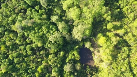 Aerial view of a forest trees in a mountain valley 2 Stock Footage 111047170