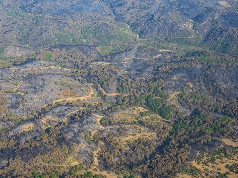 Aerial view of forest trees regrowing after forest fire. Turkey, izmir Stock Photos