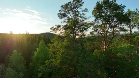 Aerial view of a forest with trees at sunset, Ylitornio, Lapland, Finland. Stock Footage 208838241