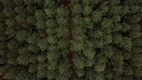 Aerial View of Forest Treetops 스톡 동영상 142175739