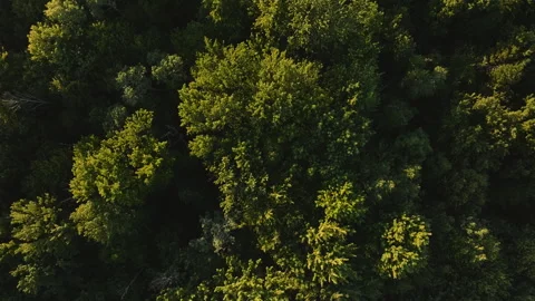Aerial view of forest treetops Stock-Footage 340950632