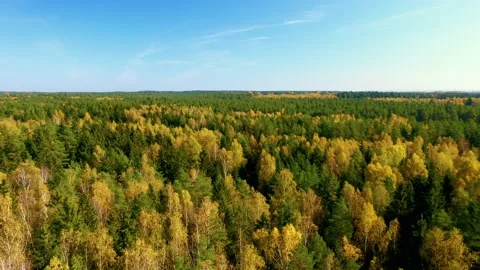Aerial view of the forest under clouds during the autumn. Stock Footage 203852885