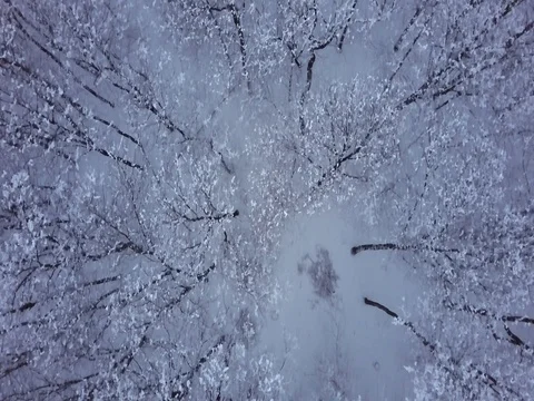 Aerial view of forest under a snow.  Stock Footage 84892733