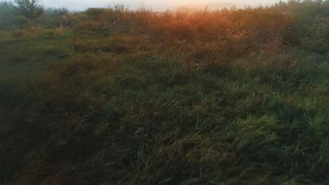 Aerial view of forest underneath a thick fog. Stock Footage 114451281