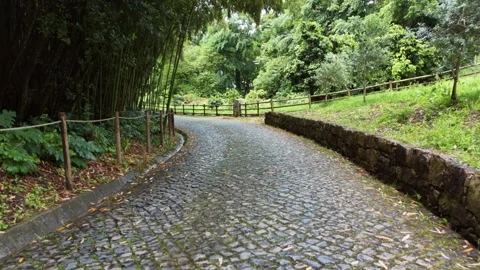 Aerial View of a Forest Walking Path in a Coimbra Park Vídeos de archivo 345840398