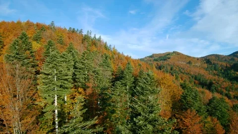 Aerial view of a forest in warm autumn colors in early fall Stock Footage 119040499