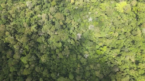 Aerial view forest which used to be gold digger Stock Footage 149112258