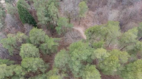 Aerial View of Forest with Winding Path Stock Photos