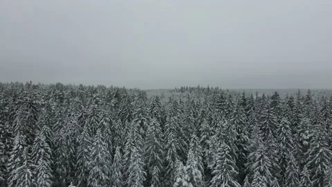 Aerial view of forest in winter. Drone footage. Stock Footage 168750064