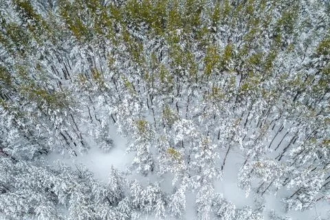 Aerial view of forest at a winter. Drone photo Stock Photos