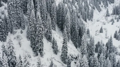 Aerial view forest in winter Stock Footage 146049769