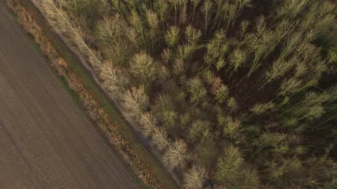 Aerial view of a forest in winter next to an empty brown agriculture field Stock Footage 142750933