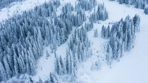 Aerial view of the forest at winter. Stock Photos