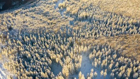 Aerial view of the forest at winter. Stock Photos
