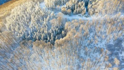 Aerial view of the forest at winter. Stock Photos