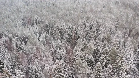 Aerial view on the forest at the winter time. Natural winter landscape from air. Stock Footage 147986995