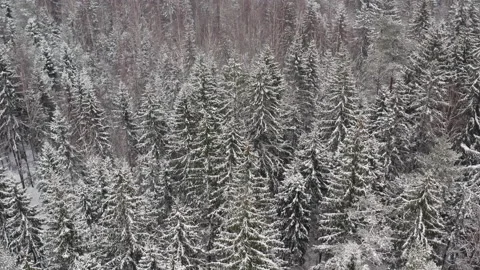 Aerial view on the forest at the winter time. Natural winter landscape from air. Stock-Footage 147988743
