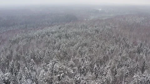 Aerial view forest at the winter time. Forest under snow a the winter time. Stock Footage 148330494