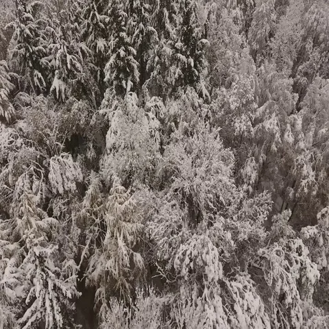 Aerial view of a forest in winter, trees covered with snow Stock Footage 69454938