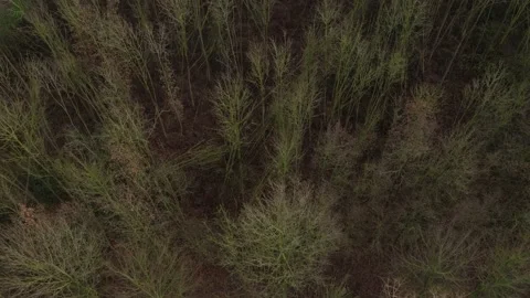 Aerial view of a forest in winter in which many trees have fallen Stock Footage 142751129