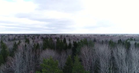 Aerial view forest without foliage Stock Footage 73819993