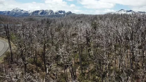 Aerial View of Forest Without Leaves and Snow Capped Andes Peaks on Chile Stock Footage 130422587