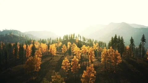 An aerial view of a forest with yellow trees. beautiful sunset Illustrazione stock