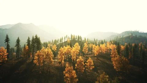 An aerial view of a forest with yellow trees. beautiful sunset Illustrazione stock